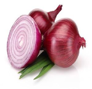 fresh onion