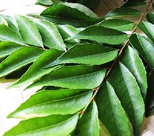 Fresh Curry Leaves