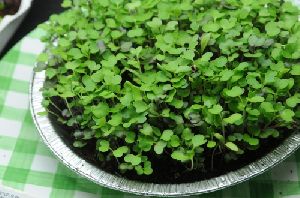 Fresh Microgreens