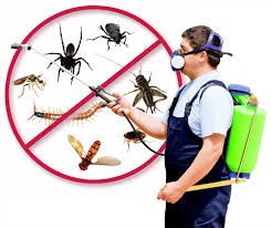 pesting services