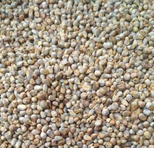 Millet Animal Feed