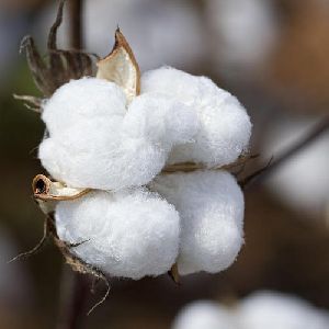 Natural Cotton Seeds