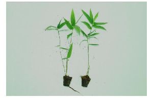 Bambu plants tissue Culture