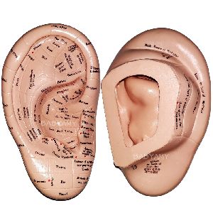 Acupuncture Ear Model