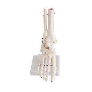 Life Size Foot Joint Model