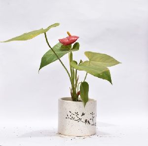 Anthurium Plant with Decorative Ceramic Pot