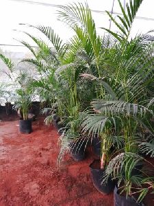 Air Purifier Indoor Areca Palm with Nursery Bag (10 x 10)