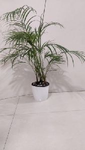 Areca Palm with plastic pot