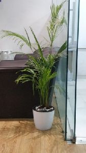Areca Palm with White Flower Pot
