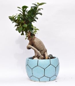 Ficus Bonsai Plant with Decorative Ceramic Pot