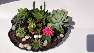 Decorative Succulent & Cactus Plants with Ceramic Pot