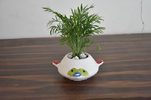 Natural Air Purifier Indoor Bamboo Palm with Designer Ceramic Pot