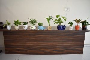 Indoor Air Purifier Natural Plants for Office &amp;amp; Home