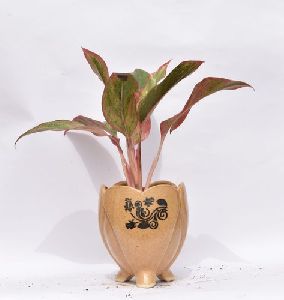 Indoor Ceramic  Rubber Plant Pots