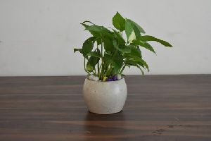 Money Plant with White Ceramic Pot