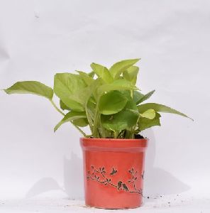 Money Plant with Ceramic Pots