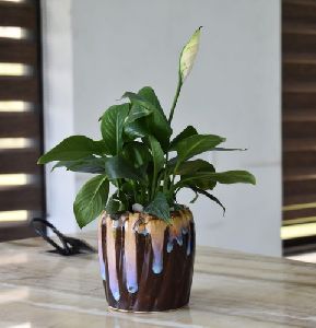 Peace Lily Plant with Decorative Ceramic Flower Pot