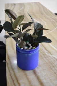 Rubber Plant With Ceramic Pots