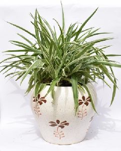Spider Plant with Ceramic Plant