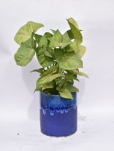 Syngonium Plant with Ceramic Pot