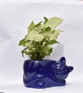 Syngonium with Ceramic Garden Pot