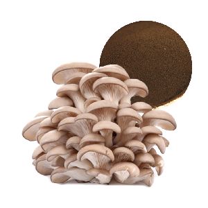 Natural Oyster Mushroom