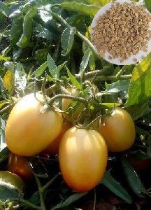 Aryan Hybrid Tomato Seeds
