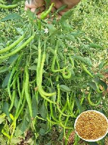 Dhruv Tara Hybrid Chilli Seeds