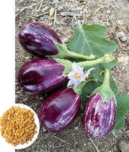 Taruni Hybrid Brinjal Seeds