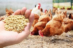 Poultry Feed functional application