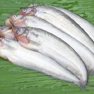 Pabda Fish