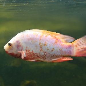 red tilapia fish