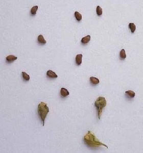 Isopyrum Seeds