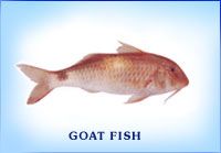 Fresh Goatfish