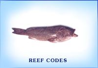 Fresh Reef Cod Fish