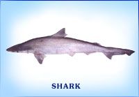 Fresh Shark Fish