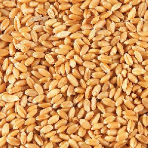 Dried Wheat Seeds