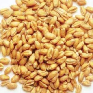 Natural Wheat Seeds