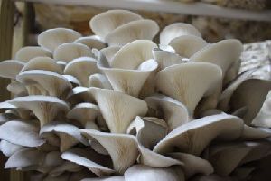 Mushroom Cultivation Training's