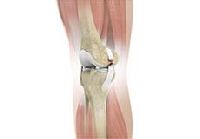 Ligament Injury Treatment Services