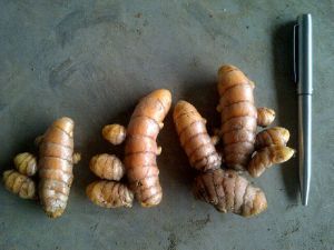 turmeric,  Origin : India