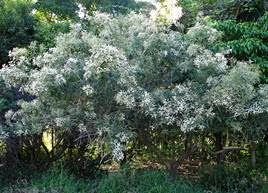 Assa Peixe Blossom Honey