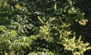 Cipo-Uva Blossom Honey