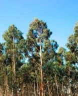 Eucalyptus Blossom Honey