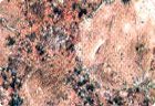 Copper Silk Granite Slabs