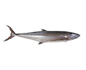 seer fish