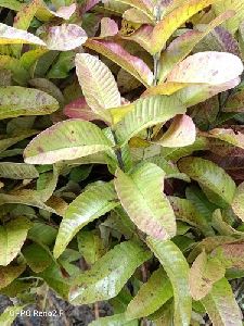 Allahabadi Guava Plants