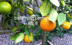 Baramasi Lemon Plants