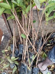 Desi Guava Plants