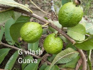 G Vilas Guava Plants
